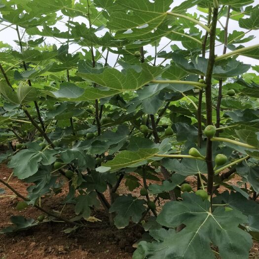岑巩县玛斯义陶芬 100-120克