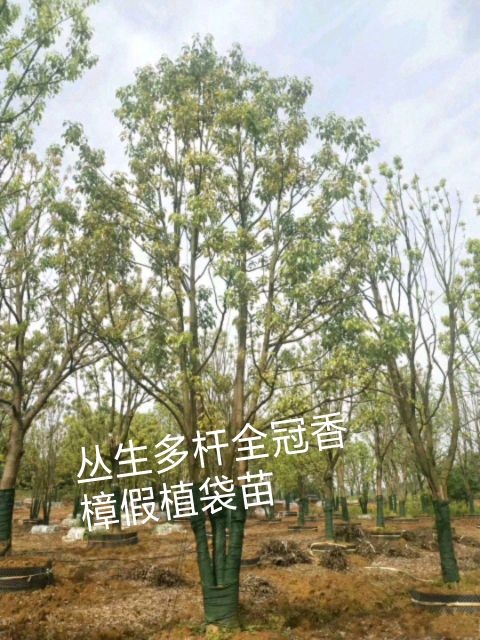 益阳 从生多杆全冠香樟围胶袋苗 苗圃直供
