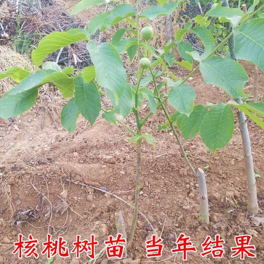 平邑县 核桃苗  8518薄皮核桃苗 香玲核桃苗冠核一号核桃苗