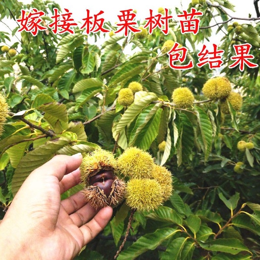 平邑县 板栗树苗 大红袍板栗苗 嫁接苗基地直销 量大从优