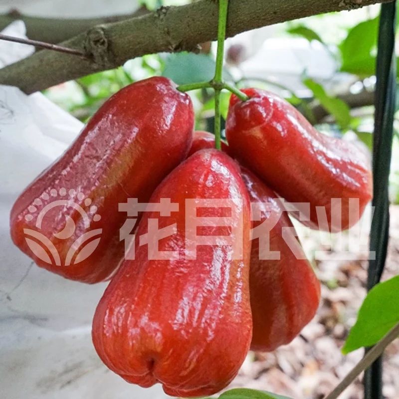 黑金刚莲雾苗 莲雾果苗莲雾嫁接树苗黑金刚大叶红带泥发货盆栽地载庭院种植