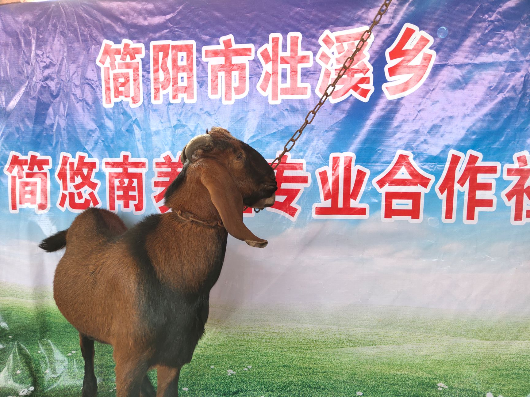  种羊 山羊 简阳大耳羊