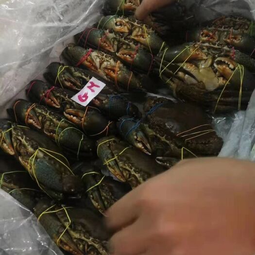 秦皇岛 青蟹，特别肥