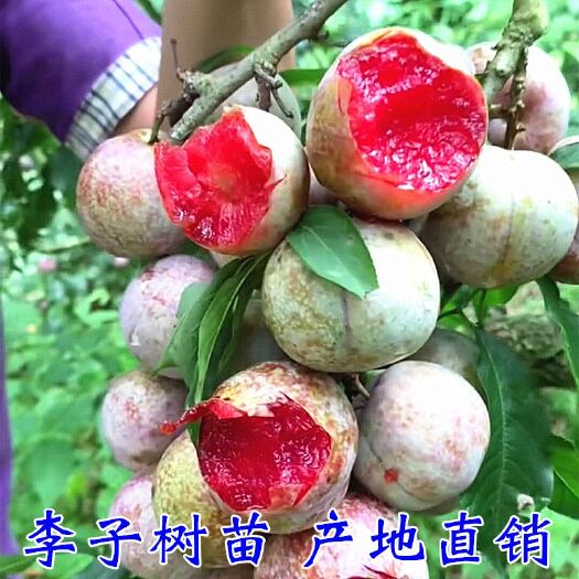 平邑县 新品种李子树苗 嫁接苗包品种提供技术指导 现挖现现发
