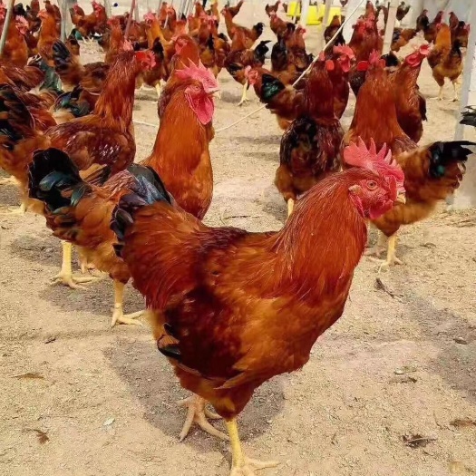 衡阳三黄鸡苗 红公鸡统货货