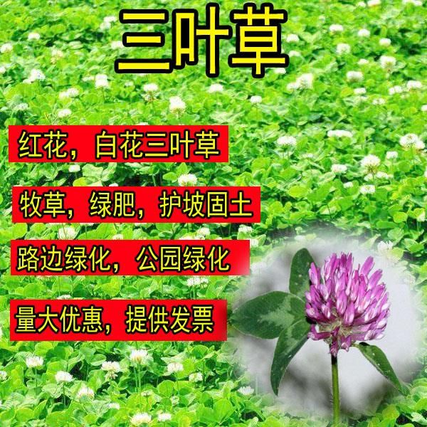 三葉草種子 紅白三葉草籽種子易活綠化四季青草坪多年生牧草