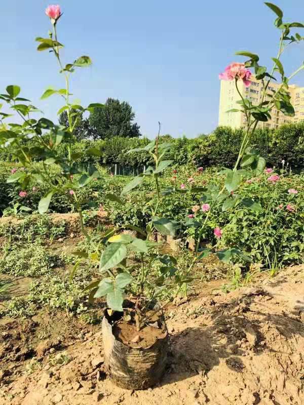 欧月 盆花 南阳月季之乡 百亩月季基地 规格齐全