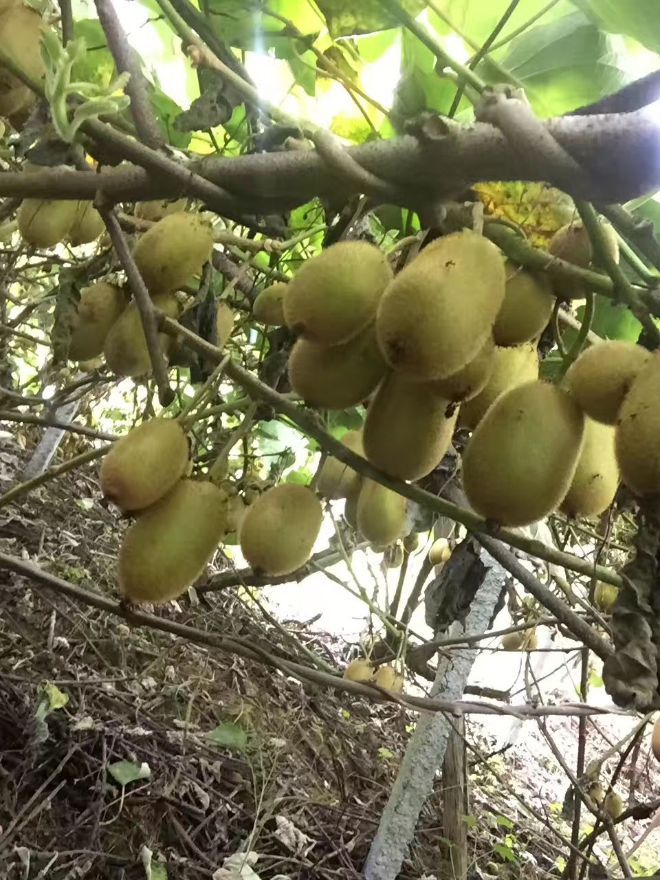 绿心猕猴桃 香甜可口米良一号