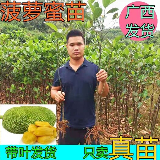 灵山县 菠萝蜜树苗马来西亚四季黄肉红肉菠萝蜜苗南北方种植当年结果苗
