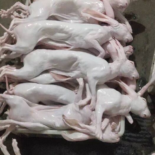 盐城兔肉类  带皮兔肉肉兔水烫褪毛带皮带头薄皮兔肉及老公厚皮长毛兔肉