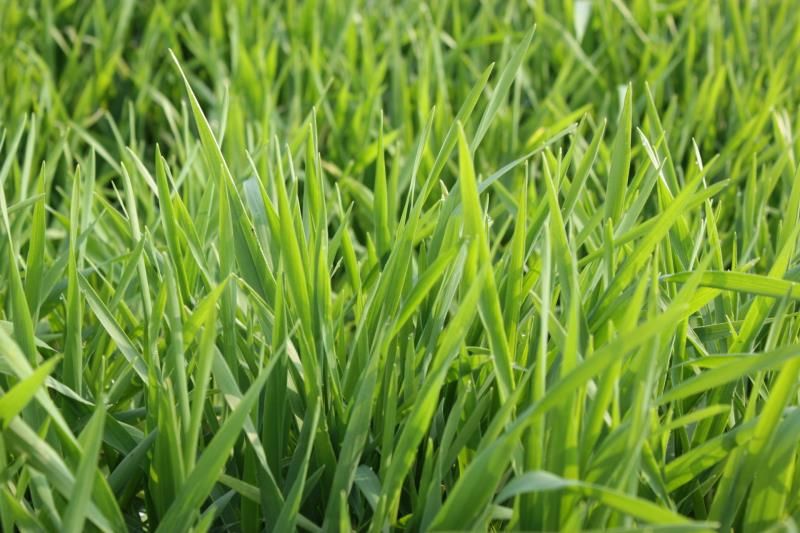 燕麦种子 牧草 鱼陆龟荷兰猪兔子饲料 草籽种植绿肥