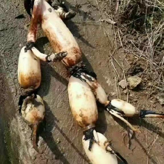 浦北县鄂莲6号藕种苗 萼莲八号，六号种苗