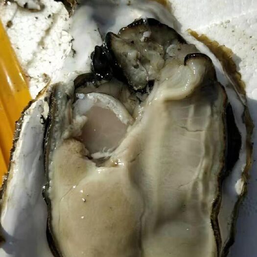 大连大连生蚝 大连蚝，二倍体生蚝，生蚝批发