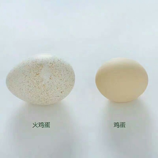 清河县 火鸡蛋可孵化 可食用