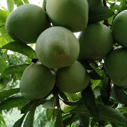 桃形李苗 椎李，果大味甜，无酸味，比桃子还大，三个一斤，售价高达30元