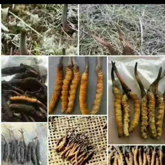 丹巴县冬虫夏草 海拔在5000以上天然。