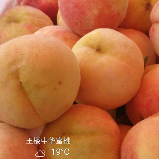 汶上县中华脆蜜桃 中华蜜桃