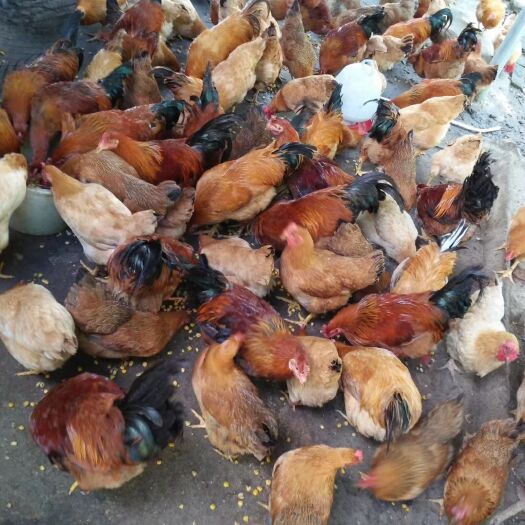 阳江鸡肉类 新鲜