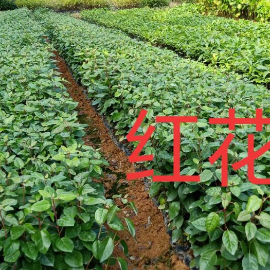 广州造林苗枫香 本苗圃长期低价供应各种造林苗：木荷，红椎，油茶，火历楠，岗棯