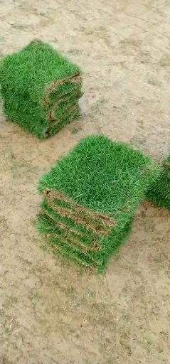 郴州马尼拉草皮 精品马尼拉草卷