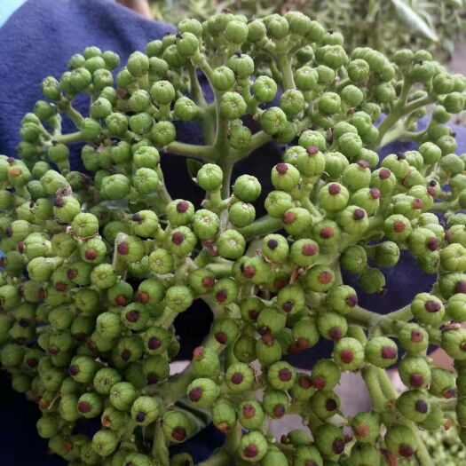 罗田县 芜茱萸干品有售