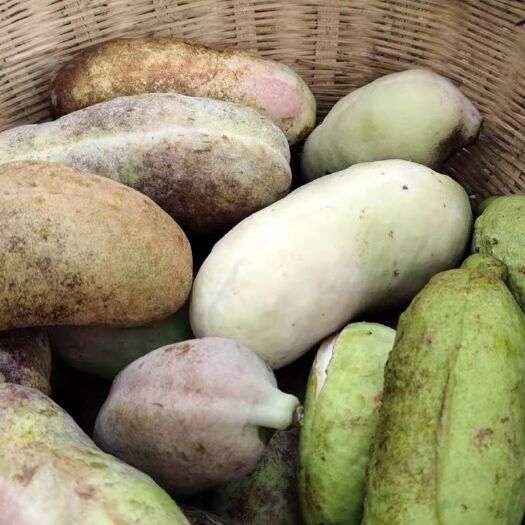 奉节野生八月瓜 70-80g 野生 