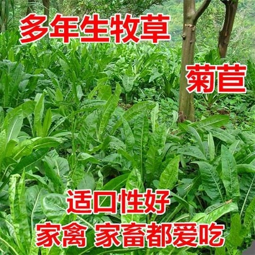 大叶菊苣种子猪牛羊鸡鸭鹅兔鱼多年生四季牧草种子将军种籽