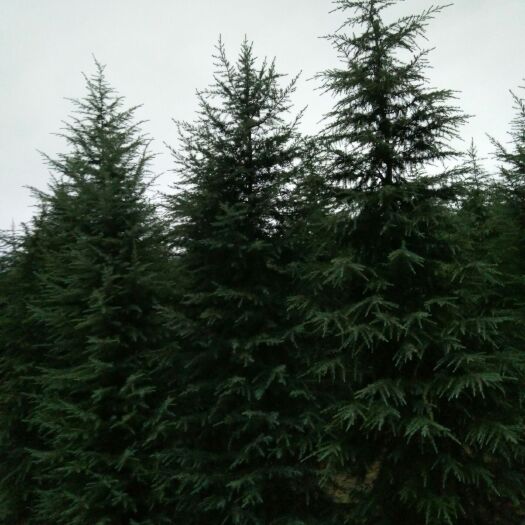 汝南县 精品五米雪松