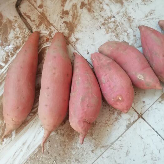 南宫市烟薯25 混装通货 红皮
