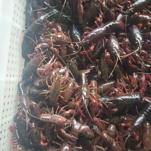 监利市 大量供应优质龙虾苗，