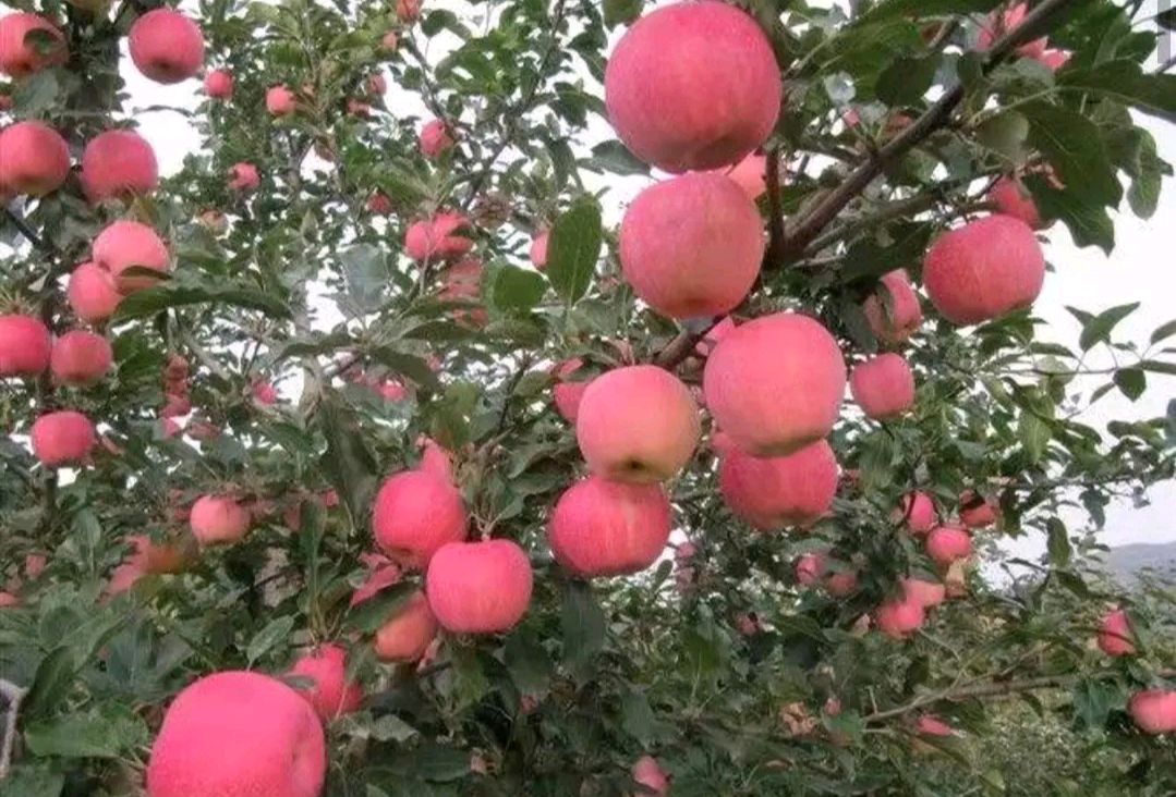  优质新红星苹果大量上市中秋节礼品苹果