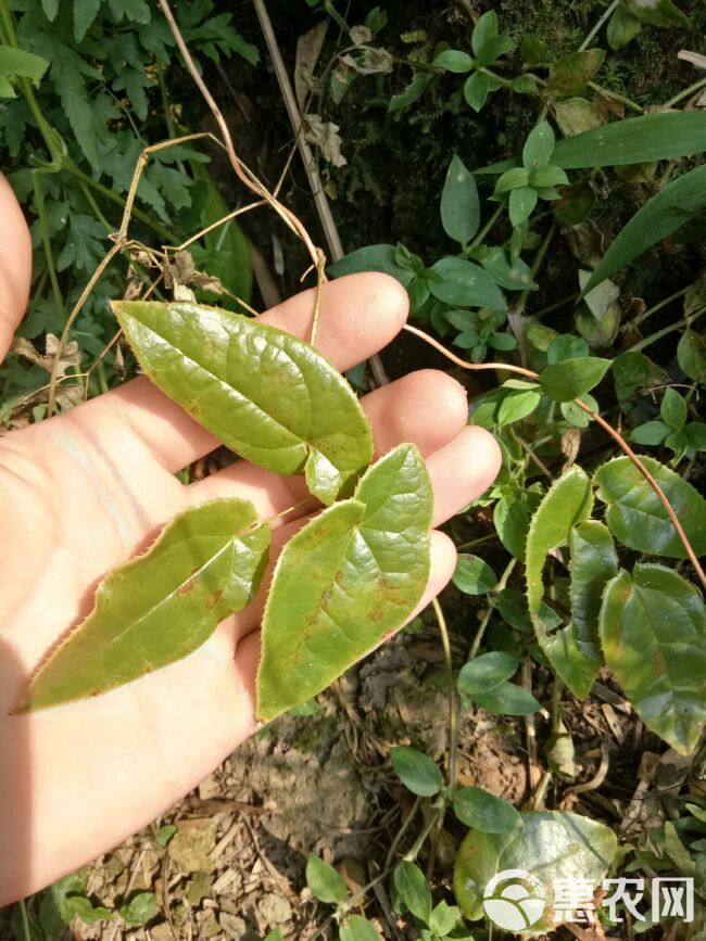 巫山淫羊藿 ，箭叶。药典品种，养肾类