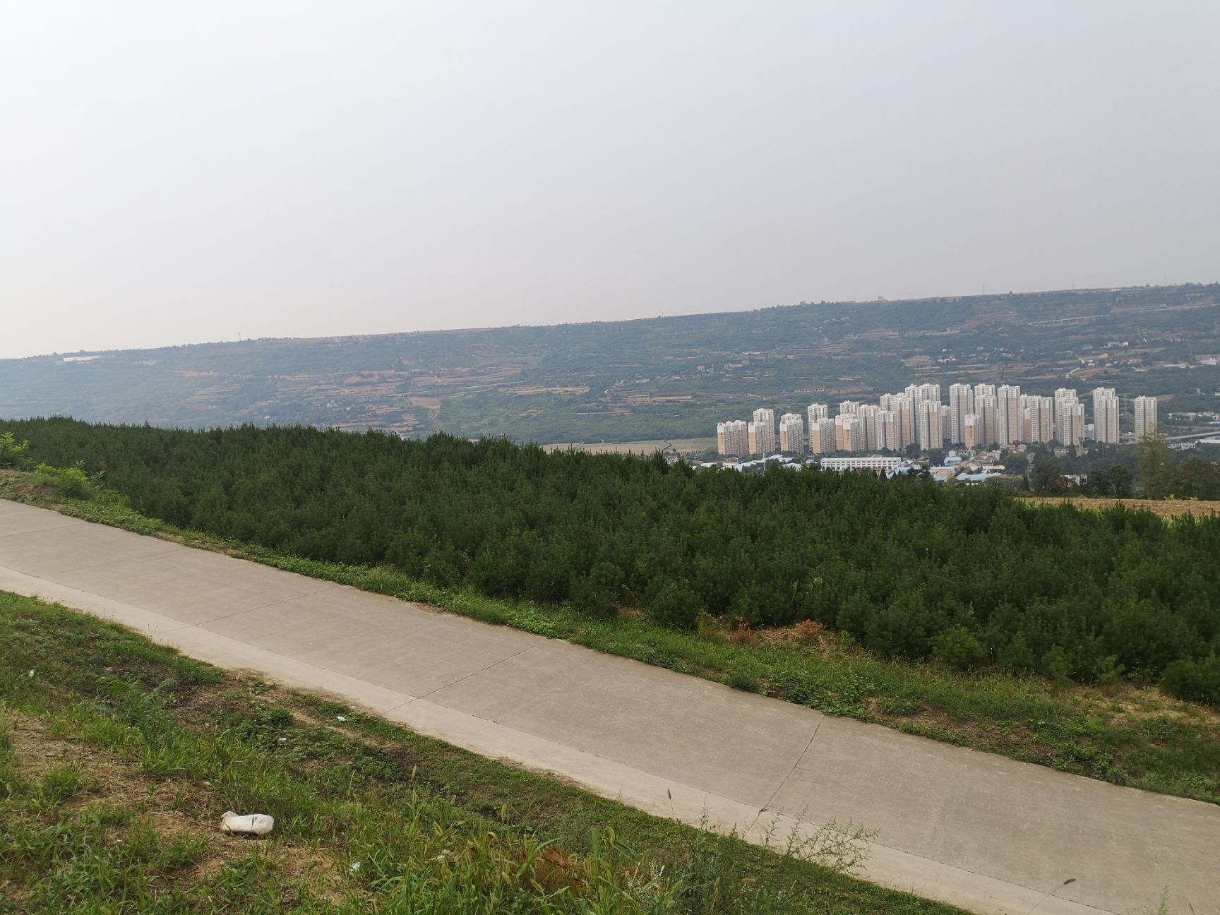  白皮松大田精品苗