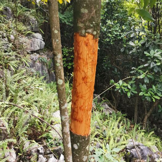 东兰县 广西河池桂皮