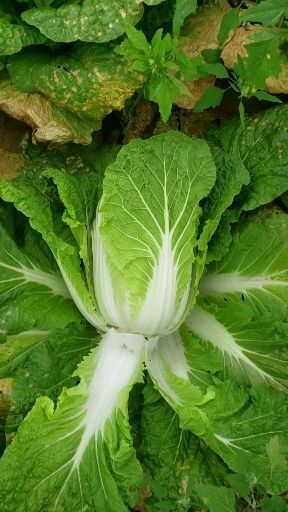 蔚县超级黄心菜 蔚县白菜，物美，价廉，质优，产地直销。