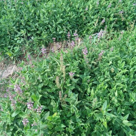 贺兰县宝塔菜 螺丝菜，质量杠杠的，品质好，个头大，黄土地种植。