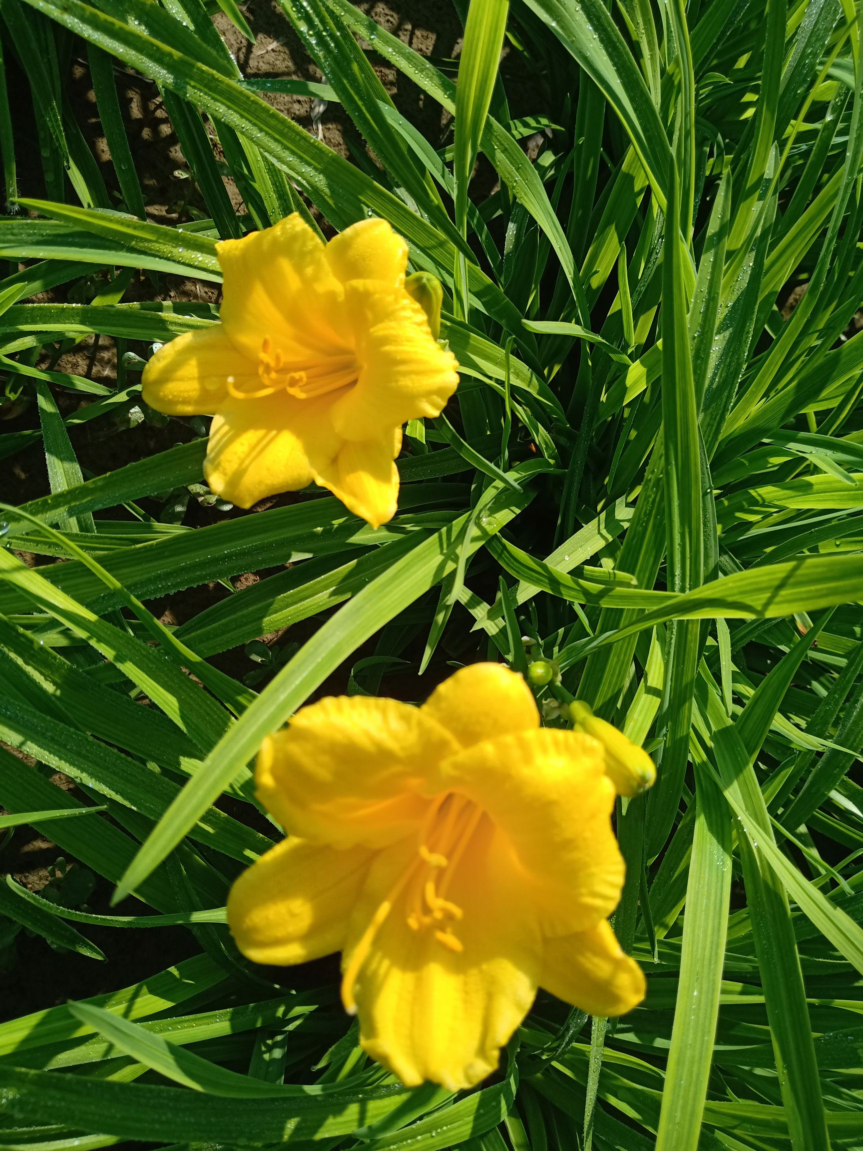 大花萱草 金娃娃萱草