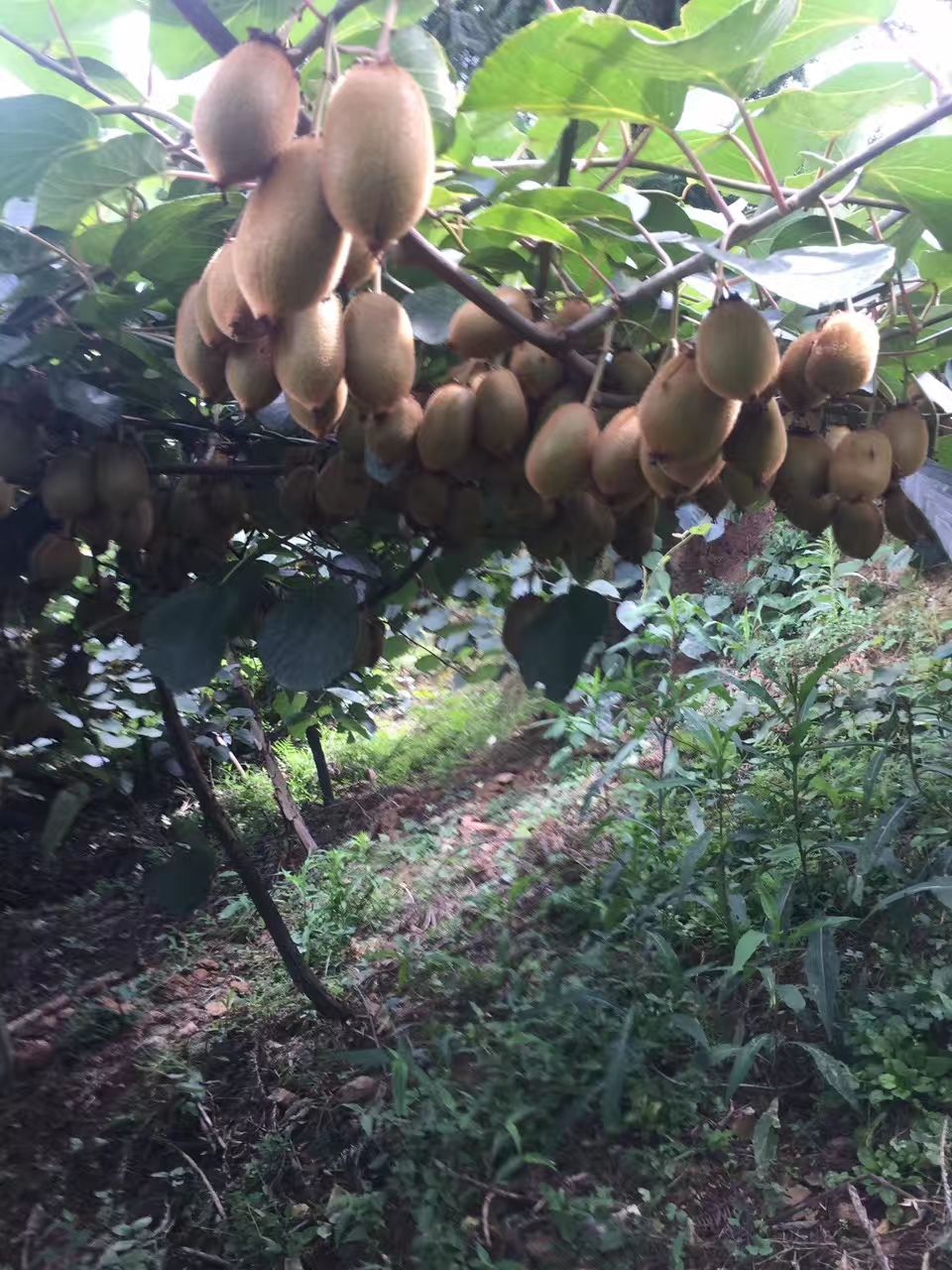 绿心猕猴桃 香甜可口米良一号