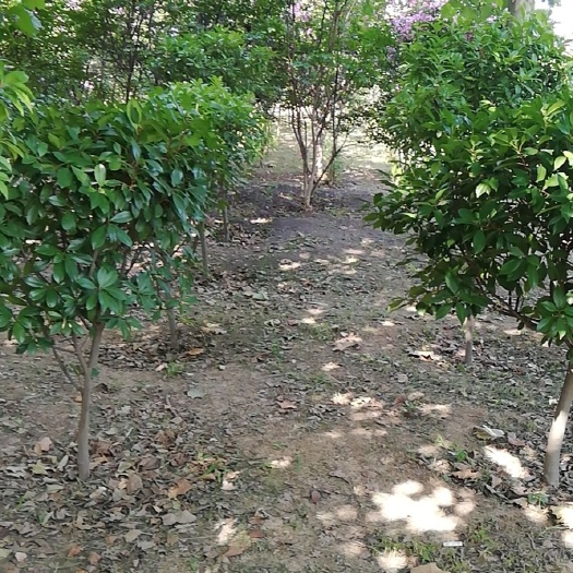 青岛 石楠