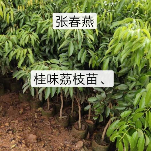 灵山县桂味荔枝苗