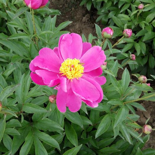 白芍种苗 白芍芍药