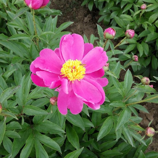 亳州白芍种苗 白芍芍药