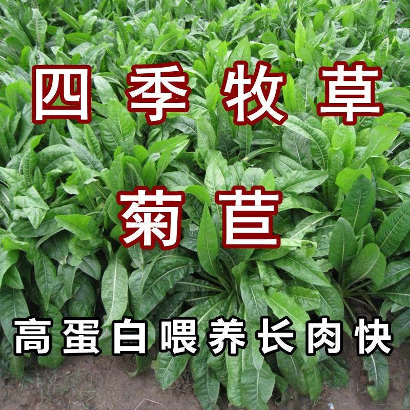大叶菊苣种子猪牛羊鸡鸭鹅兔鱼多年生四季牧草种子将军种籽