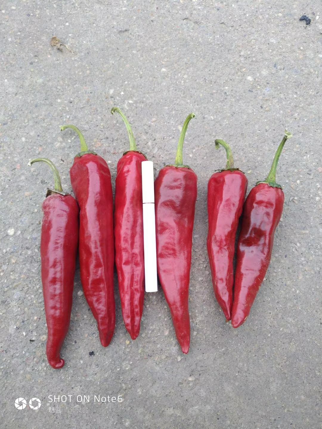 北京红辣椒 北京红，线椒，大量上市了，需要的新老客户联系，