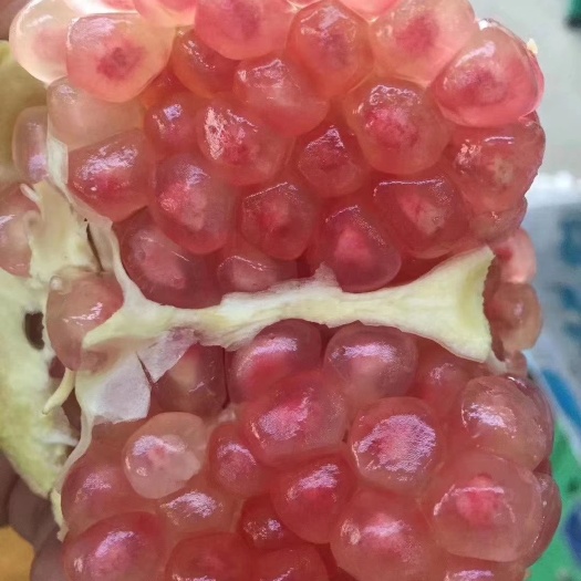 蒙自市 蒙自石榴