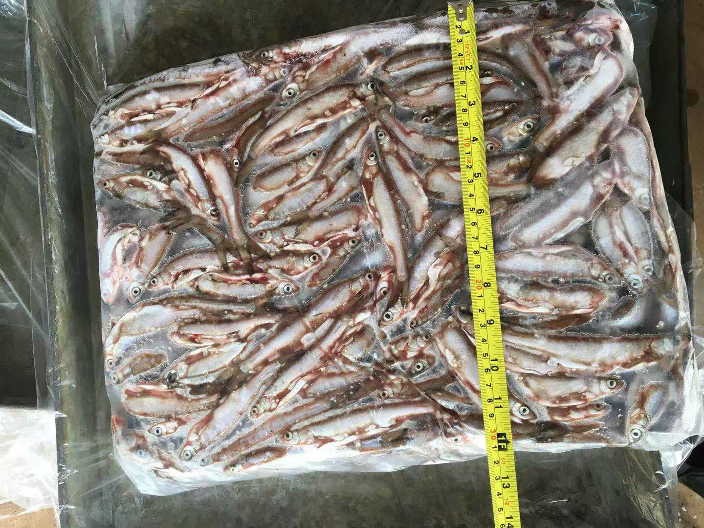 冻块海杂鱼 批发冷冻冰鲜白条（刁子）鱼