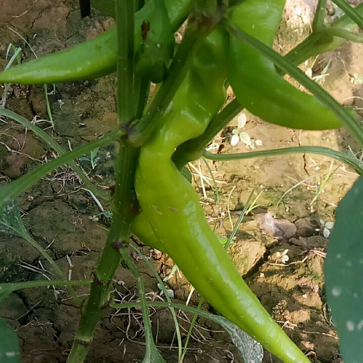 菏泽 辣椒