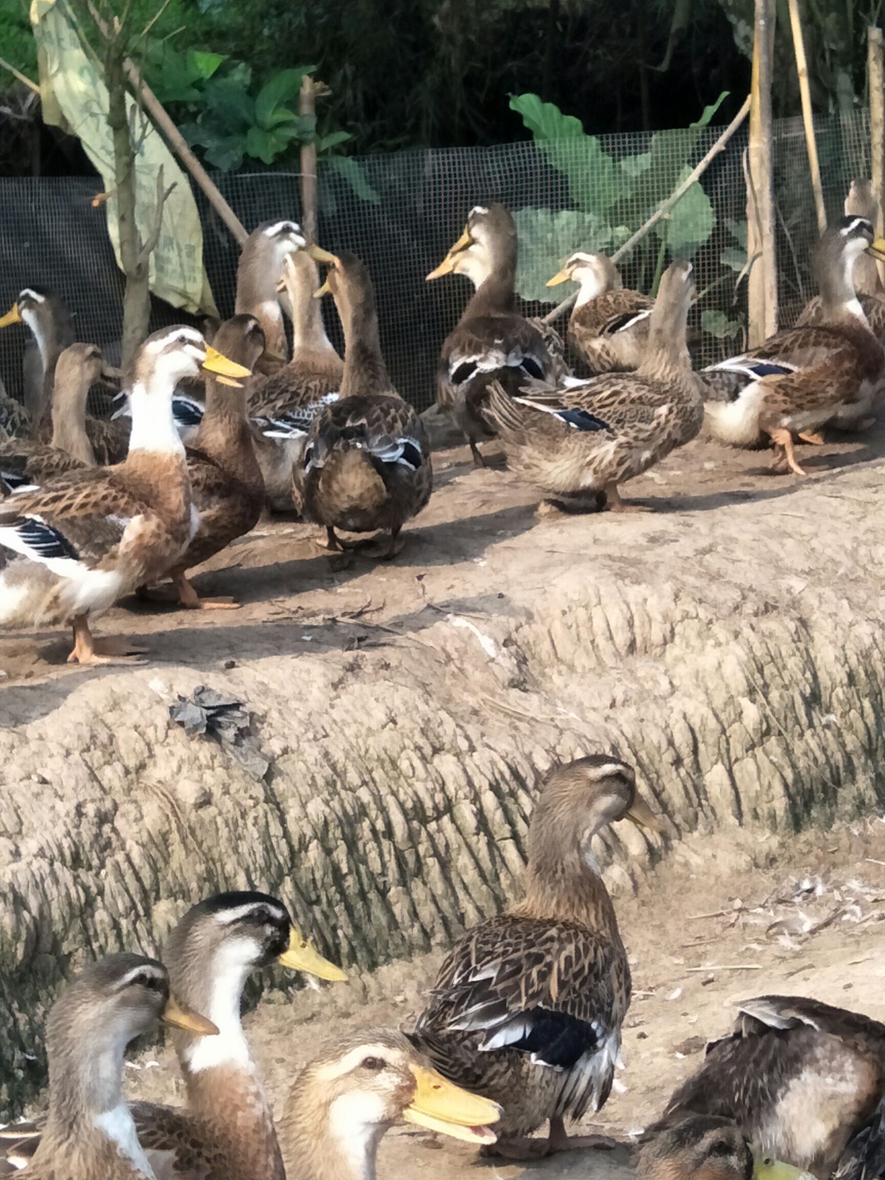  65天鱼塘散养麻鸭