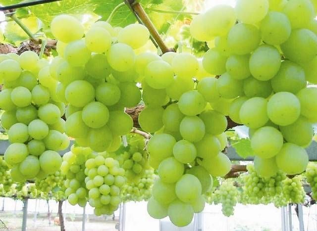  基地直供，阳光玫瑰葡萄苗嫁接苗包成活。