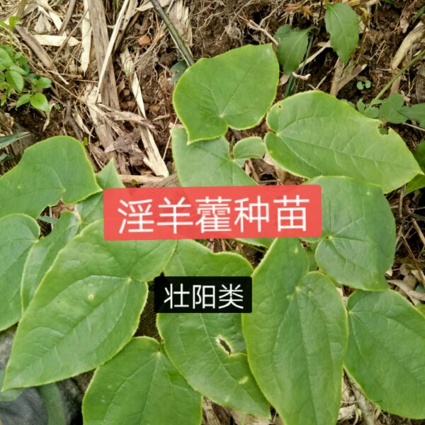 巫山淫羊藿 ，箭叶。药典品种，养肾类